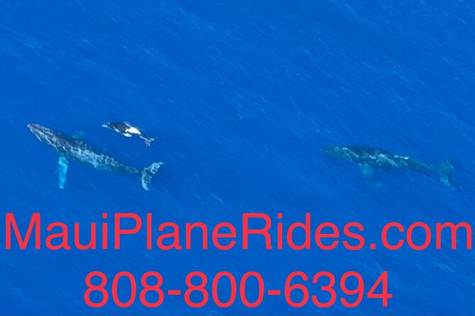 Maui Whale Watching -PRIVATE- Air Tour: (2-5 People): SEE WHALES! - Comfort and Camera Reality: What Works Best on a Flight
