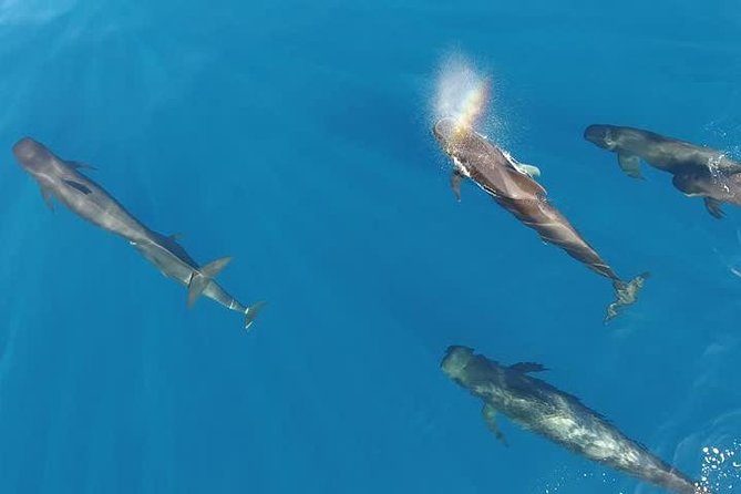 Maui Whale Watching -PRIVATE- Air Tour: (2-5 People): SEE WHALES! - Getting Oriented Over Maui: Kahului to the Central Valley