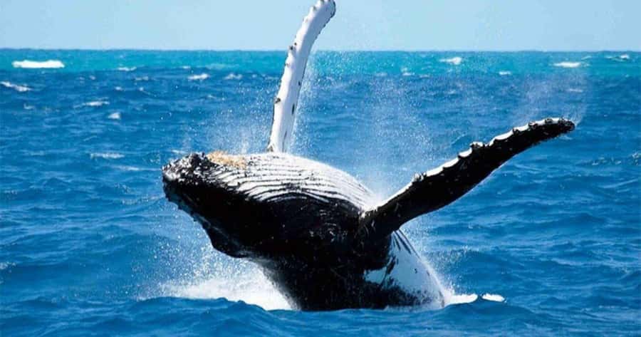 Maui: Whale Watching Tour - 1.5 hours - Kihei Boat Ramp: the quick start to Maui’s whale season