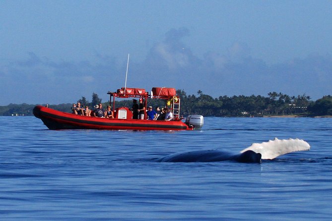 Maui Whale-Watching Tour by Raft from Kihei - Key highlights worth knowing before you go