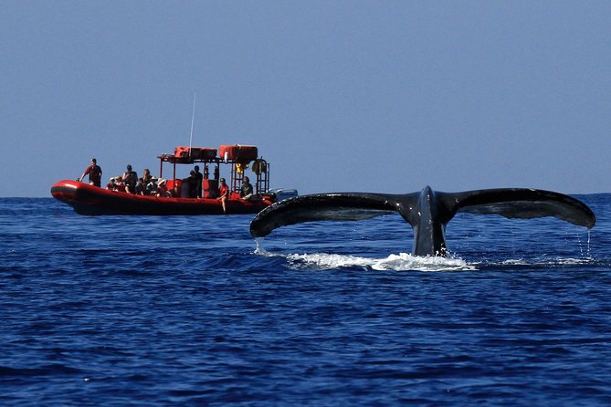 Maui Whale-Watching Tour by Raft from Kihei - Redline Rafting in Kihei: the small-raft whale watch setup