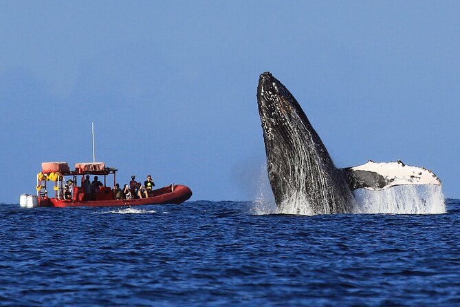Maui Whale-Watching Tour by Raft from Kihei - What you should expect to see: humpbacks plus the extras