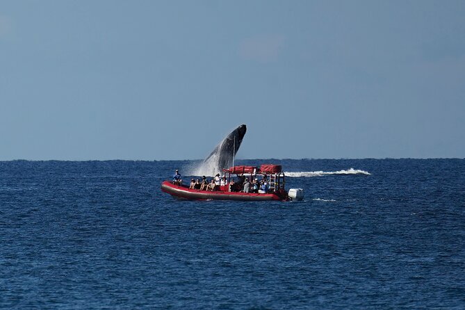 Maui Whale-Watching Tour by Raft from Kihei - Price and value: is $84.14 worth it?