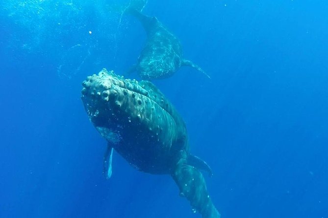 Maui Whale-Watching Tour by Raft from Kihei - Best time to go: early energy and the hunt mindset