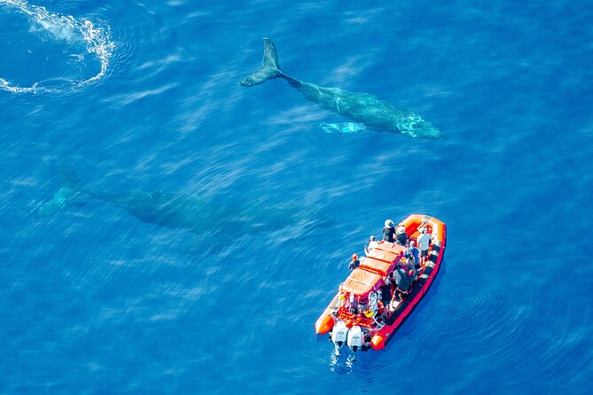 Maui Whale-Watching Tour by Raft from Kihei - Check-in at the boat ramp: how to keep your morning smooth