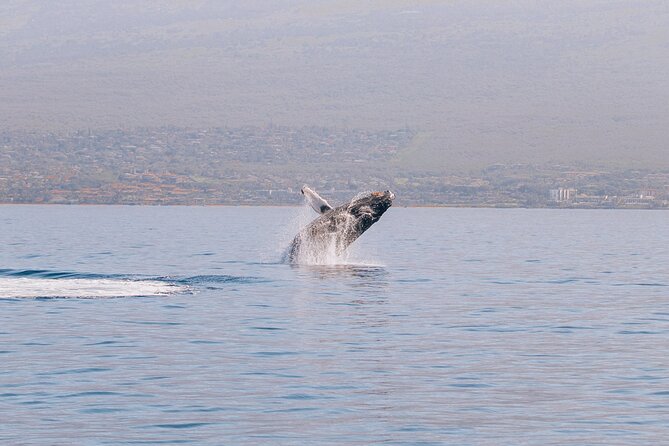 Midday Whale Watch: Mā’alaea Harbor - Key Highlights You’ll Feel Right Away