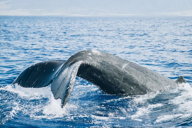 Midday Whale Watch: Mā’alaea Harbor - The 2-Hour Ride: Intimate, Not Overcrowded
