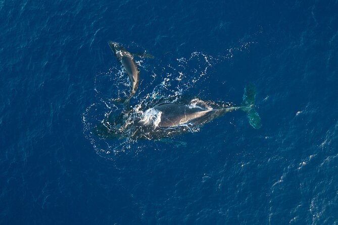 Midmorning Whale Watch from Lahaina Harbor - Key Highlights You’ll Actually Care About