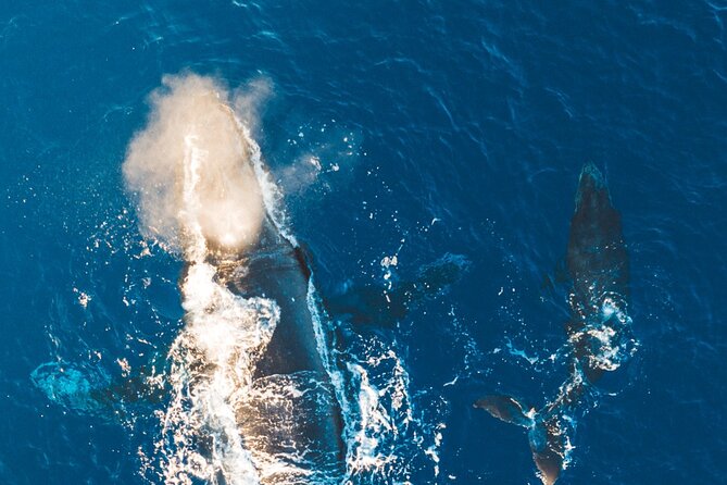 Midmorning Whale Watch from Lahaina Harbor - The “Stop” Plan: Sailing Out, Watching, Then Returning