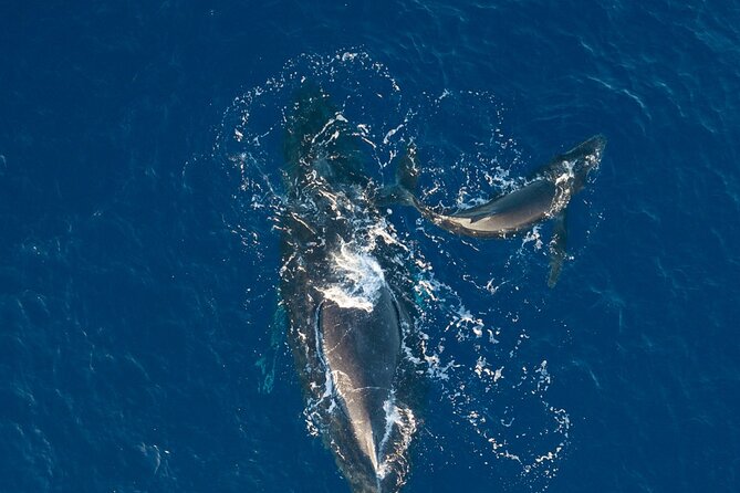 Midmorning Whale Watch from Lahaina Harbor - Comfort and Setup: Shaded Seating and Bow Viewing