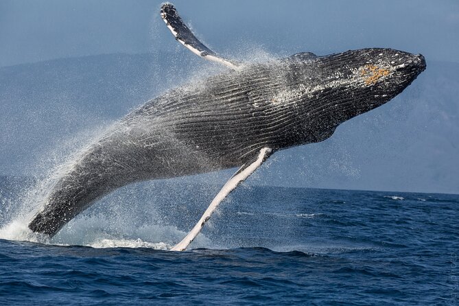 Midmorning Whale Watch from Lahaina Harbor - Price: Is $100.22 Worth It?
