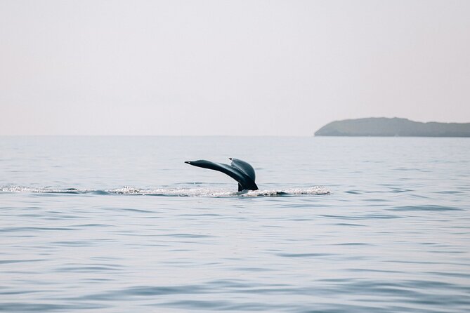 Midmorning Whale Watch from Lahaina Harbor - Why “True Sailing” Changes the Whole Experience