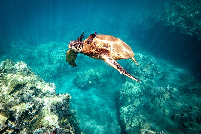 Molokini Crater Snorkel & Whale Watch Adventure (Dec 15-Mar 30) - Why this 2.5-hour Molokini plan feels smarter than a full-day boat