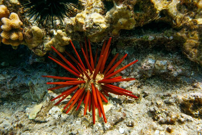 Molokini Crater Snorkel & Whale Watch Adventure (Dec 15-Mar 30) - Molokini Crater snorkeling: gear fitting, flotation, and sea life you can actually ID