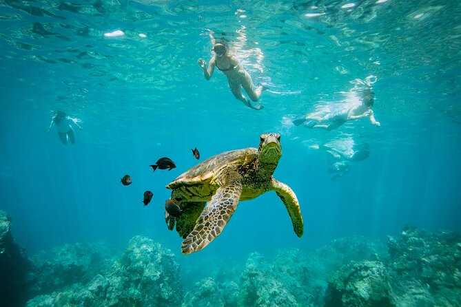 Molokini Crater Snorkel & Whale Watch Adventure (Dec 15-Mar 30) - Whale watch: what you’re realistically looking for in Dec to Mar
