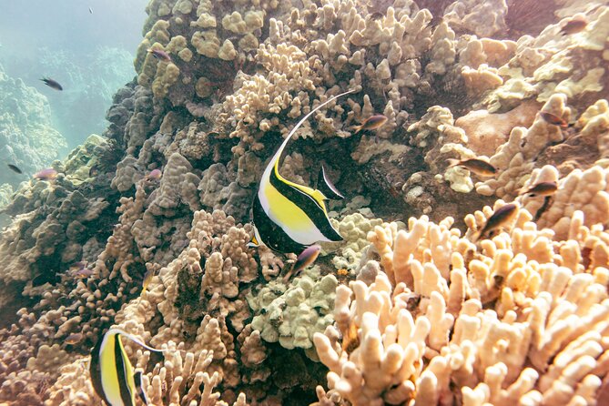 Molokini Crater Snorkel & Whale Watch Adventure (Dec 15-Mar 30) - Who this tour fits best, based on the rules and real-world experience
