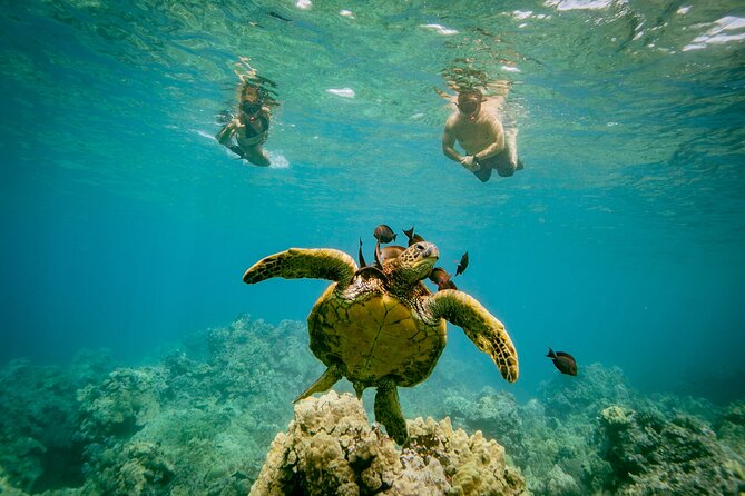 Molokini Crater Snorkel & Whale Watch Adventure (Dec 15-Mar 30) - Getting to the meeting spot in Kihei and boarding without stress