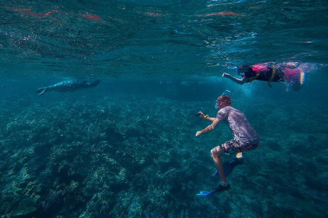Molokini Snorkel and Performance Sail: Mā’alaea Harbor - Price and value: why $200 can feel fair here