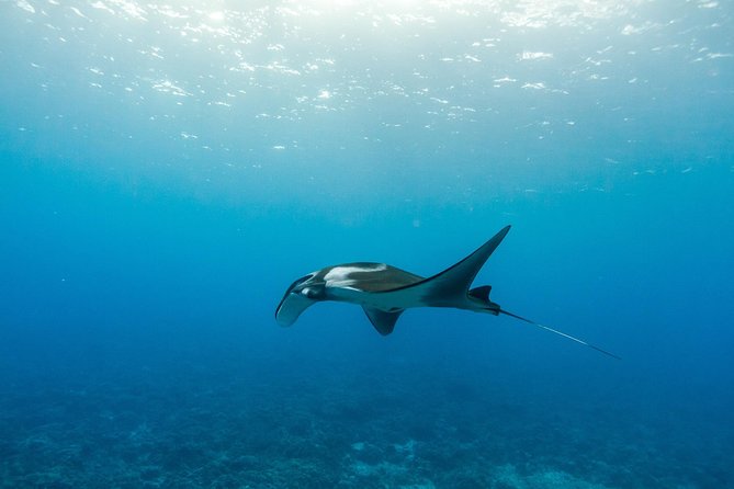 Molokini & Turtle Adventure: Small Group from Ma'alaea Harbor - When Conditions Change: Turtle Snorkeling and Alternative Stops