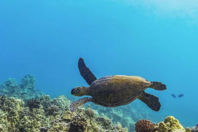 Molokini & Turtle Adventure: Small Group from Ma'alaea Harbor - Lunch That Actually Works: Buffet, Beverages, and Recovery Time