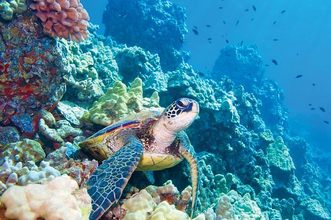 Molokini & Turtle Adventure: Small Group from Ma'alaea Harbor - Molokini Crater Snorkeling: Why the Clock Matters