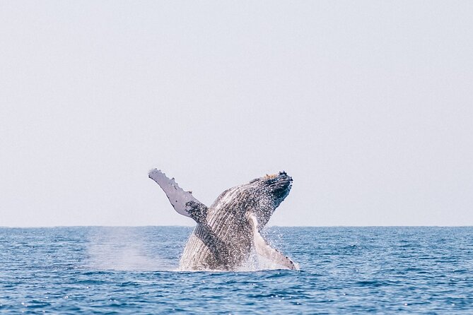 Morning Whale Watch: Lahaina Harbor - Price and logistics: is $100.22 worth it?