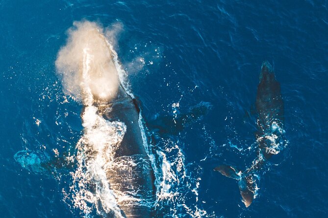 Morning Whale Watch: Lahaina Harbor - Who this Lahaina whale watch suits best