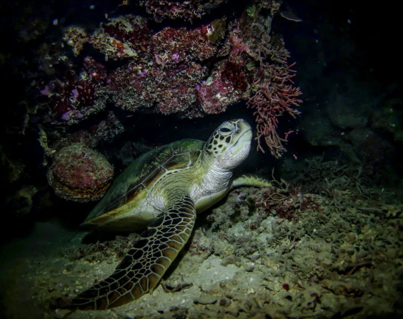 Night Time Snorkel At Turtle Town With Lights And Stars - Safety and Gear Check: What You’re Wearing and Why It Helps