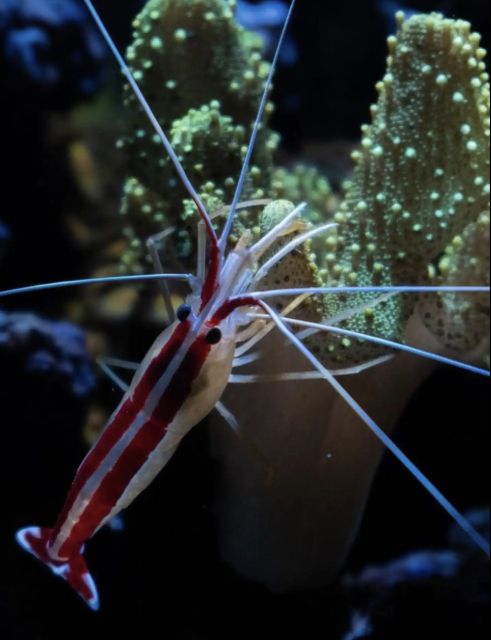 Night Time Snorkel At Turtle Town With Lights And Stars - Should You Book: My Practical Take on Zephyr Adventures Maui
