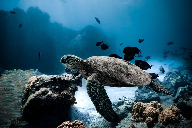 Night-Time Snorkel at TurtleTown with Stars, Lights, and Photos - Key things to know before you go