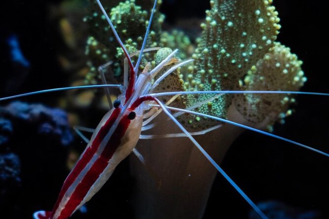 Night-Time Snorkel at TurtleTown with Stars, Lights, and Photos - Wildlife you can actually plan for: turtles, octopus, eels, rays, and more