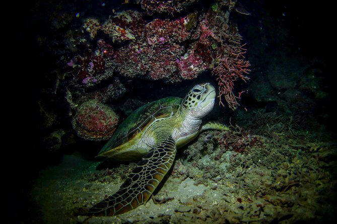 Night-Time Snorkel at TurtleTown with Stars, Lights, and Photos - Your guide makes (or breaks) the experience