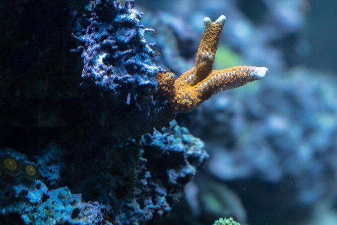 Night-Time Snorkel at TurtleTown with Stars, Lights, and Photos - If you get seasick or feel uneasy: what to do