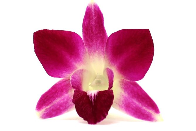 Orchid Airport Lei Greeting (Maui, Kahului Airport, OGG) - What an Orchid Lei Greeting Means at Kahului Airport (OGG)