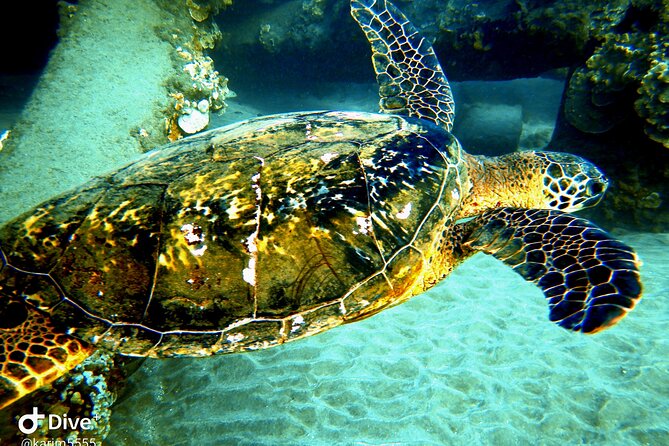 PADI Scuba Lesson and Shore Dive in Maui - What the 40-Minute Shore Session Feels Like