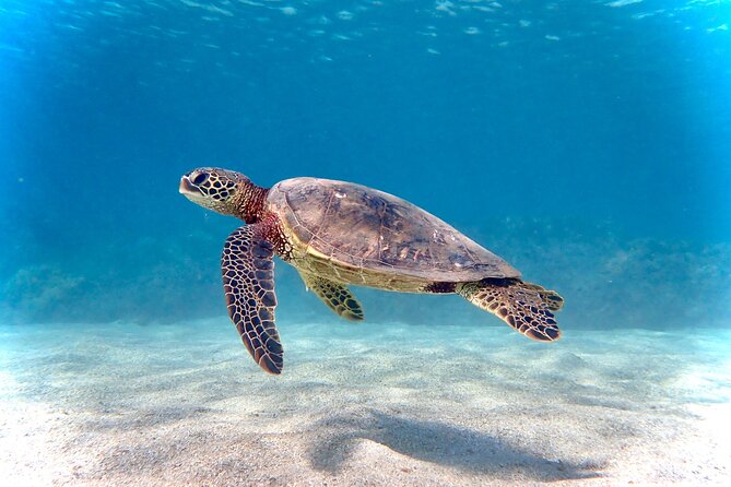 Private and Personalized Scuba Diving Adventures for All Experience Levels - Key Highlights You’ll Care About