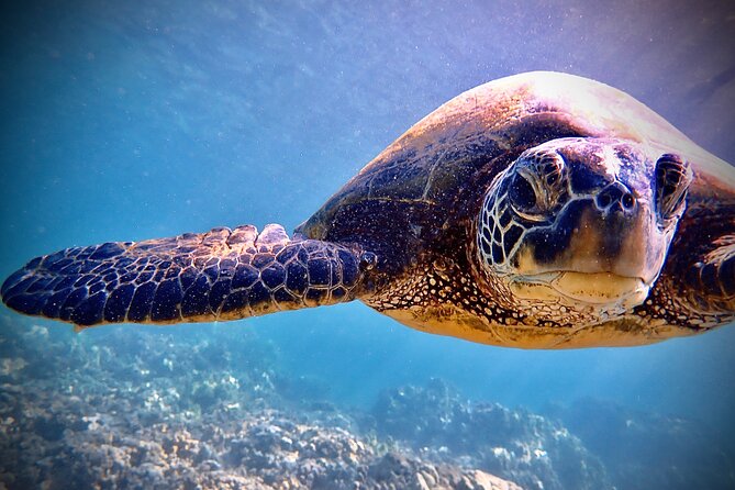 Private and Personalized Scuba Diving Adventures for All Experience Levels - Three Maui Coast Stops: Olowalu, Kahekili, Kapalua