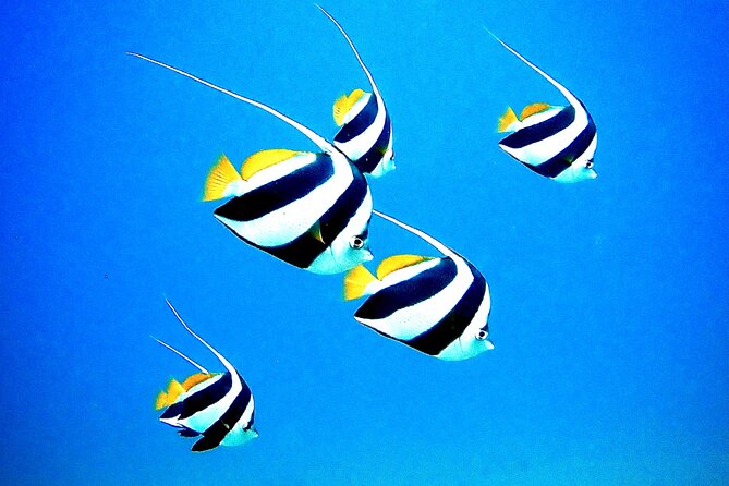 Private and Personalized Scuba Diving Adventures for All Experience Levels - Marine Life You Can Hope to See (And How to Actually Notice It)