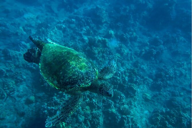 Private Beginner Paddleboard Lesson with Snorkel in Turtle Town - What’s included in the $179 value (and what costs extra)