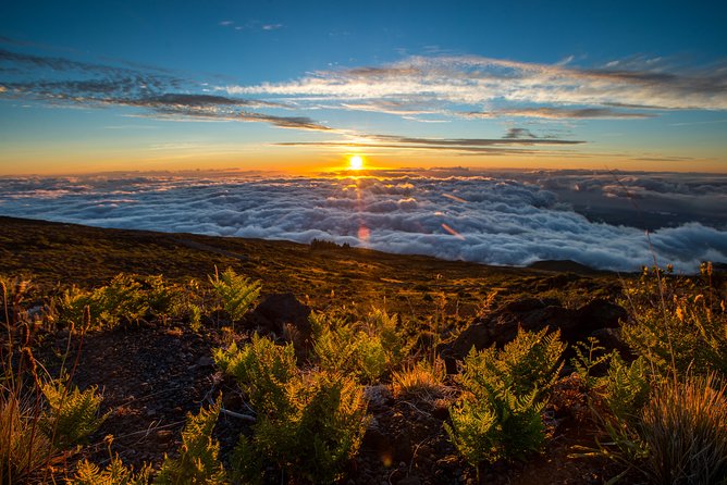 Private Haleakala Summit & Stroll from Kahului - Hosmer’s Grove cloud forest stroll (0.5 miles)
