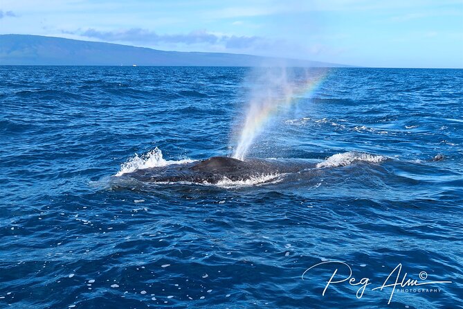 Private Paddleboard (SUP) Whale Watch: All Skill Levels Welcome - Private pacing and beginner-friendly SUP basics