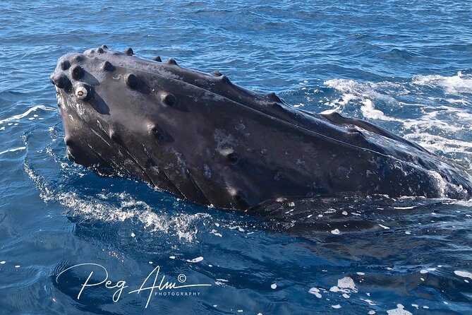 Private Paddleboard (SUP) Whale Watch: All Skill Levels Welcome - On the water in the humpback whale sanctuary zone