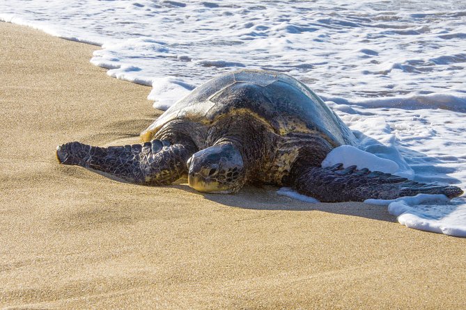 Private Shore Excursion: Best Highlights of Maui - Should You Book This Private Shore Excursion?