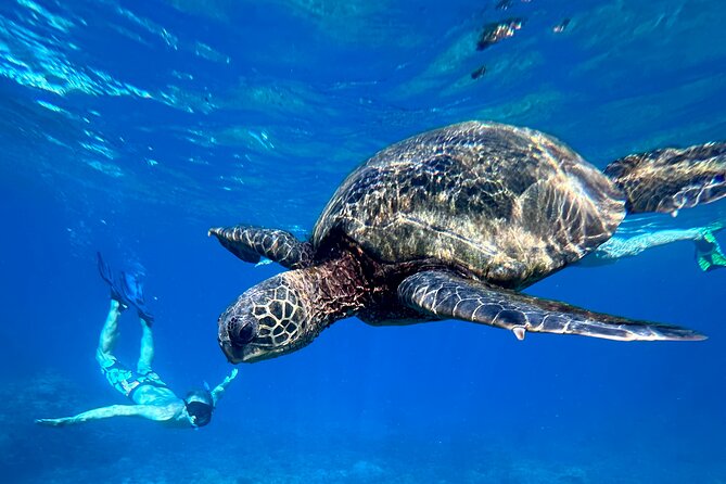 Private Snorkel Photos Included - How the 8:00 am to Late-Morning Plan Feels on the Day