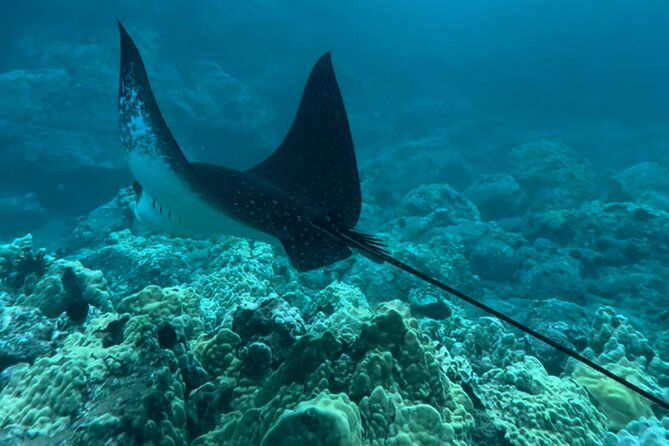 Private Snorkel Photos Included - What’s Not Included: Wetsuits, Rash Guards, Towels, and Transportation