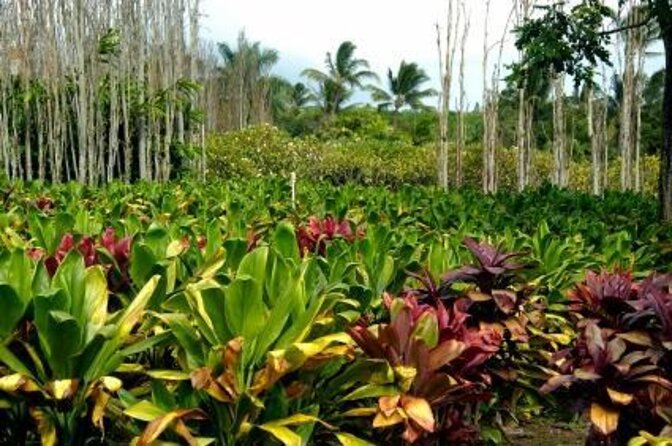 Private Tour of Maui, the Valley Isle - A Private Maui Day That Actually Feels Private