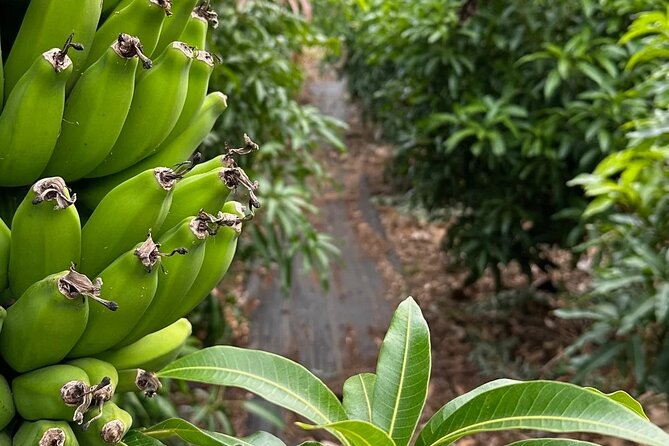 Regenerative Mango and Tropical Fruit Tour in West Maui - Photo Stops with Ocean Views and Mountain Backdrops