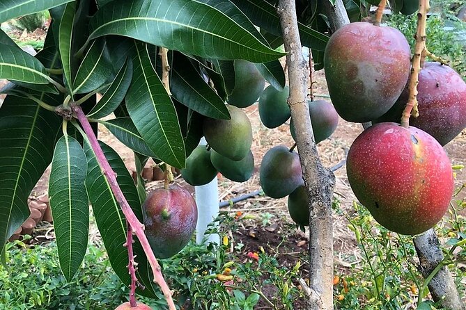 Regenerative Mango and Tropical Fruit Tour in West Maui - What’s Included (Snacks) and What’s Not