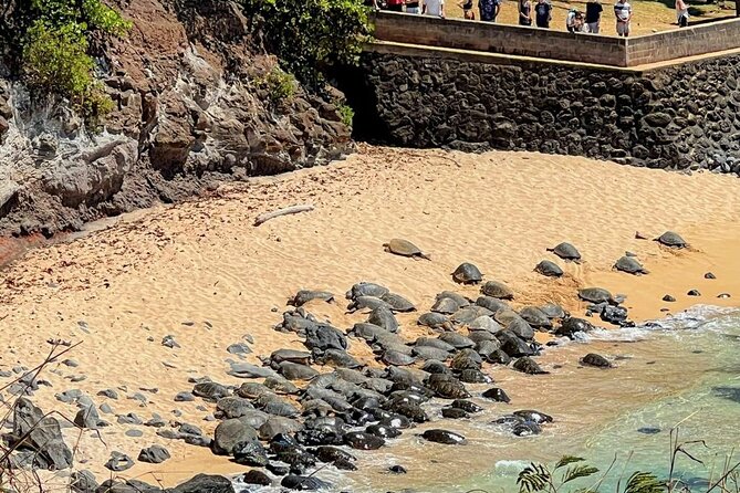 Road To Hana Black Sand Beach Waterfalls & Turtles Tour - Who this tour suits best (and who should think twice)