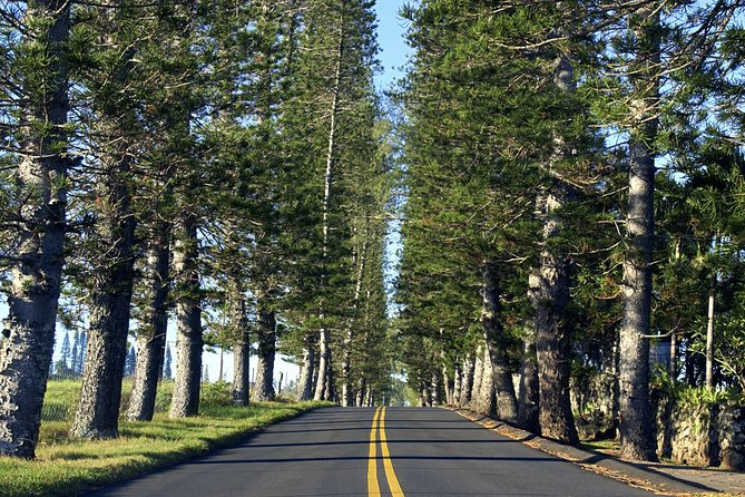 Road to Hana: Full-Day Scenic Drive with Blacksand & Waterfalls - Why a local driver matters on Maui’s narrow lanes